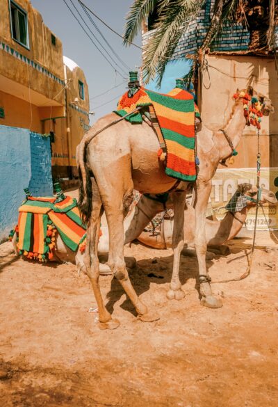 A camel in Aswan
