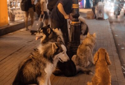 Some dogs on the street of Cairo