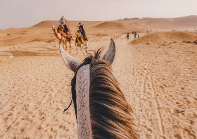 Horses in the Pyramids area