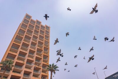 Bird swarm flying in the morning