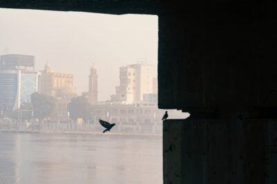 A bird flies above Cairo city