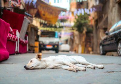 Street dog sleeping