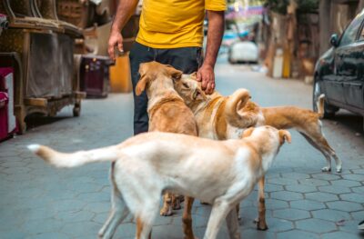 A man playing with dogs